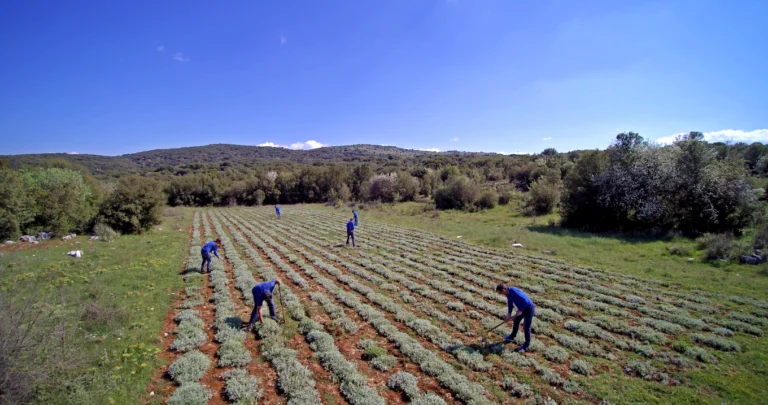 MYRTALI Field DR 25
